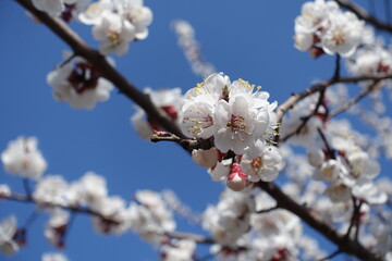 Closed bud and white flowers of apricot tree against blue sky in April
