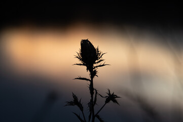 Closeup of beautiful silhouette of dry thistle flower in autumn against colorful background of sunset