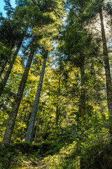 Obraz premium Hiking in a national park, panorama