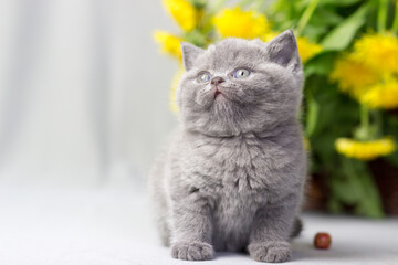 British shorthair kitten posing on a gray background with dandelions