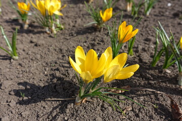 Closeup of amber yellow flowers of crocuses in March