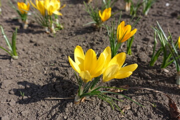 Obraz premium Closeup of amber yellow flowers of crocuses in March