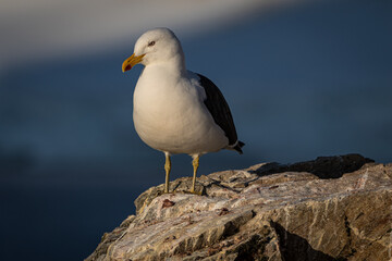 Kelp Gull in Antarctica (Larus dominicanus)