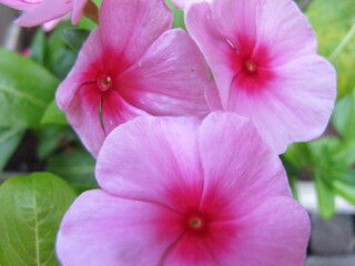 Fototapeta na wymiar close up of pink flower