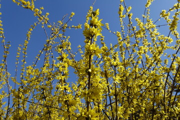 Flowering branches of forsythia against blue sky in April