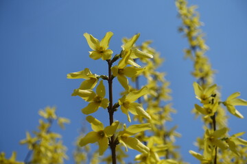 Flowers on branch of forsythia against blue sky in April