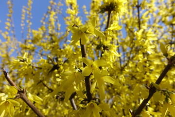 Front view of yellow flowers of forsythia in April