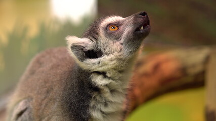 Lemur Ring-tailed Lemur. Lemur tropical animal