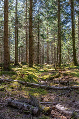 Hiking in a national park, panorama