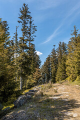 Fototapeta na wymiar Hiking in a national park, panorama