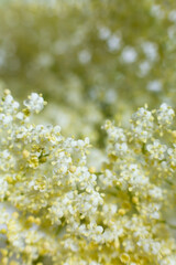 elderberry blossom - making homemade elderberry syrup and honey 