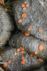 Cheilymenia coprinaria, a cup fungus growing on moose dung in Finland