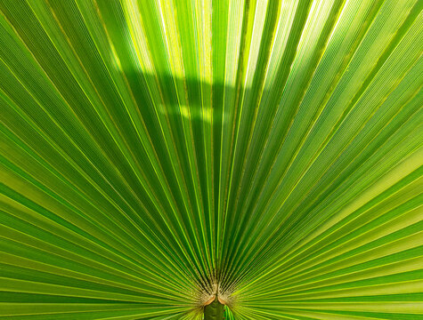 Palm Leaf Texture" Images – Browse 75 Stock Photos, Vectors, and Video |  Adobe Stock