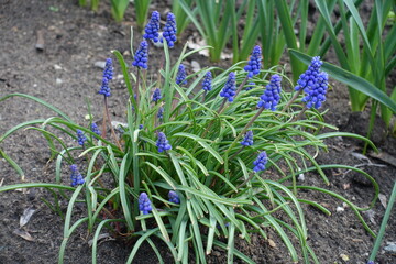 Dense cluster of blue flowers of Armenian grape hyacinths in April