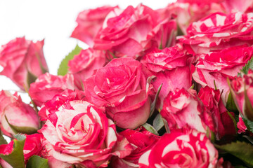 Bright roses Fireworks. Close up beautiful flower isolated on white studio background. Design elements for cutting. Blooming, spring, summertime, tender leaves and petals. Copyspace.