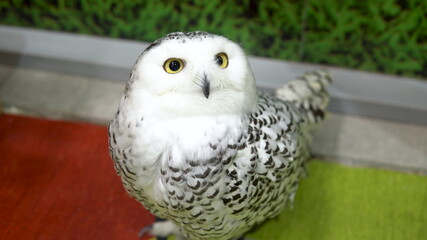 A polar owl sits and stares intently. White big owl