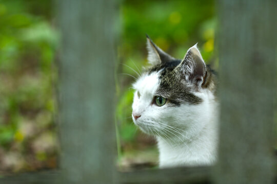 country cat outdoor closeup photo walking on green grass background