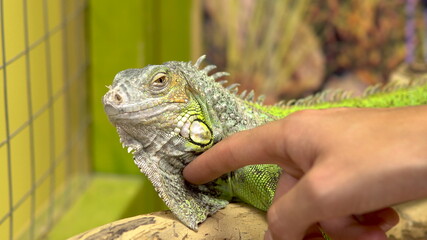A man stroking an iguana. The iguana shakes her head so that she is not touched. Close-up