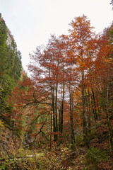 Fall landscape with colorful trees