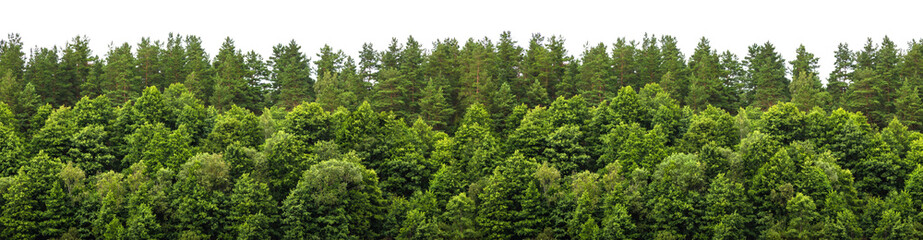 Lush green forest on the horizon is isolated. The edge of a forest with deciduous and coniferous...