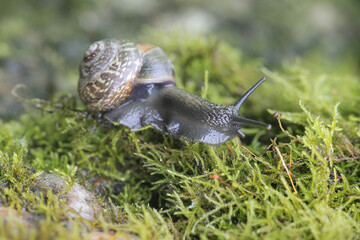 Arianta arbustorum, a land snail known as the copse snail, a terrestrial pulmonate gastropod mollusk from Finland
