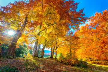 Real sun and Autumn landscape - tall forest golden trees with sunlight