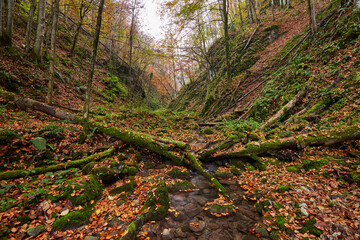 River flowing through colorful forest