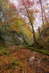 River flowing through colorful forest