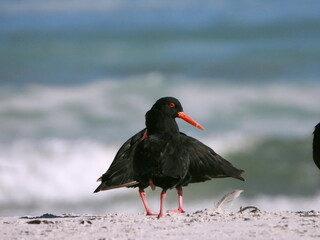 Oyster catchers
