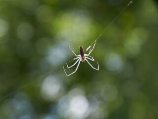 a small spider on a spider web