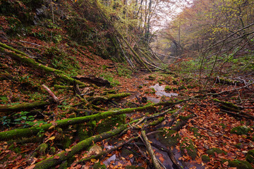 River flowing through colorful forest