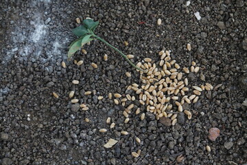Wheat fall on a ground