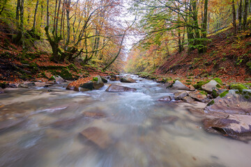 River flowing through forest in the fall