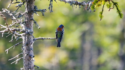 Großer Osser, Deutschland / Tschechien: Ein Buchfink