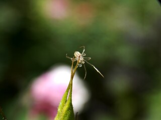 a small spider on a plant