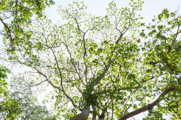 Forest trees. on sky background.