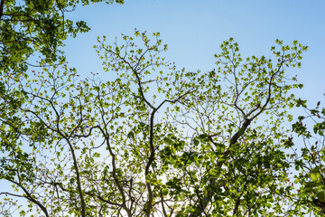 Fototapeta premium Forest trees. Blue sky in background.