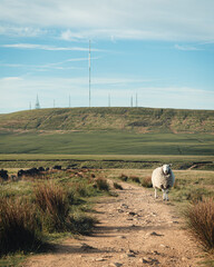 A sheep stood in the foreground of the television masts on Winter Hill, Lancashire, UK