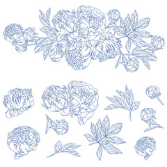 Outline blue Peony flowers Wedding illustration set
