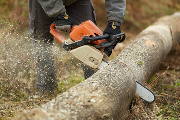 Lumberjack working with chainsaw