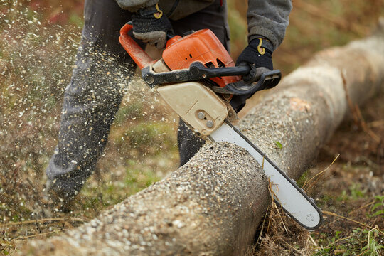 Lumberjack working with chainsaw