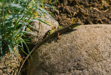 A small lizard sits on a rock. Sunny day. The lizard has a striped color.