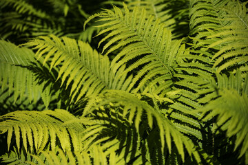 Fototapeta na wymiar Viele schöne grüne Blätter in einem Wald. 