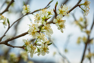 Plum tree flower background