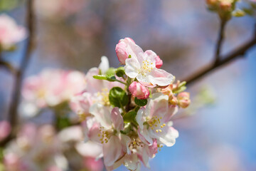 Apple tree flower