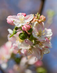 Apple tree flower