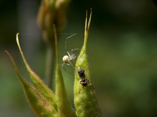 the spider caught the ant