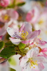 Apple tree flower