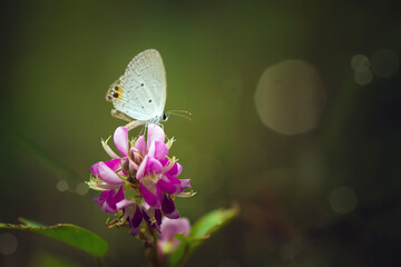 butterfly on a flower