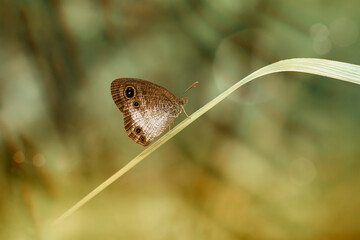 butterfly on leaf